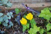 Thumbs/tn_Fiori-nel-Vaso. Giardino-Museo-Canonica.jpg